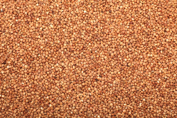 Buckwheat