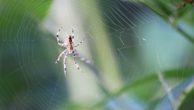 Spinne webt Netz