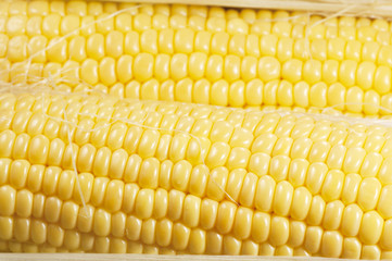 Corn cobs (maize)