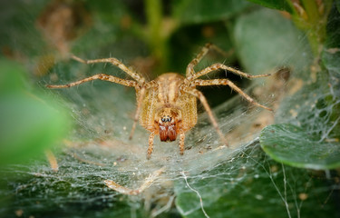Macro photo of a small spider