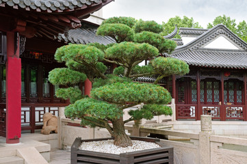 Fototapeta premium bonsai pine tree