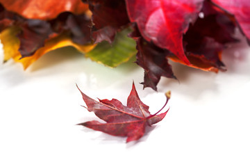 Fototapeta premium Autumn Leaves