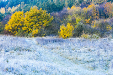 frosted autumnal meadow