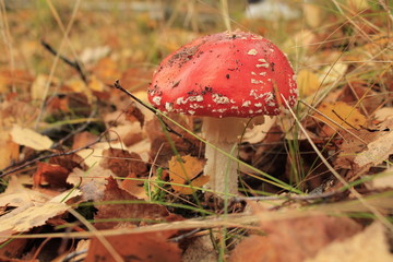 красный мухомор в осенней  листве
