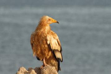 vautour percnoptère