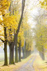 Fototapeta premium autumnal alley