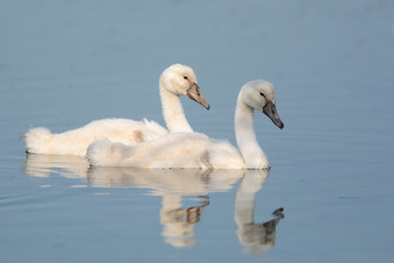 cygnes © gparigot