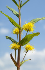 Straussbluetiger, Gilbweiderich; Lysimachia thyrsiflora;