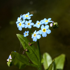 Sumpfvergissmeinnicht; Myosotis palustris;