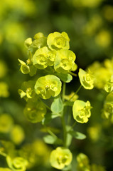 Wolfsmilch, Euphorbia, polychroma,