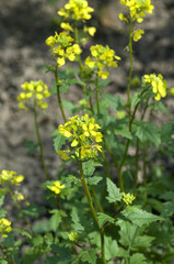 Obraz premium Weisser Senf; Sinapis alba;