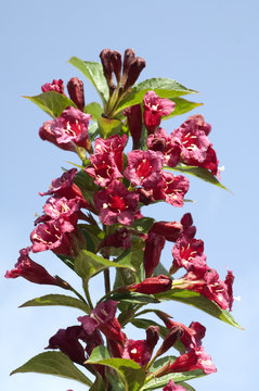 Weigelie; Weigela; florida;