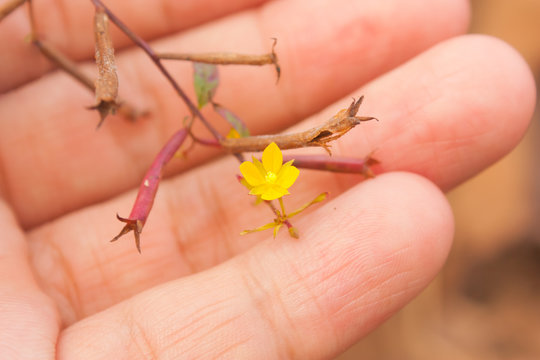 Tiny size of Water Primrose flower in a hand