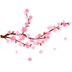 梅　梅の木　花