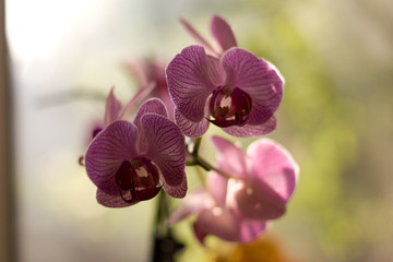 Macro shot of pretty violet orchid on the window