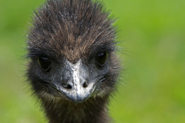 Junger Emu