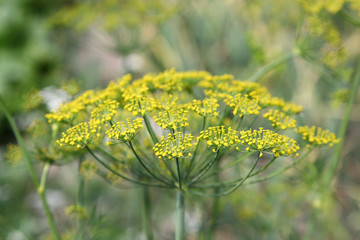 Inflorescence dill on green background.