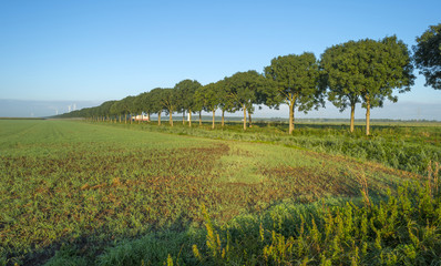 Obraz premium Row of trees at sunrise in summer
