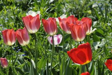 Tulpen
