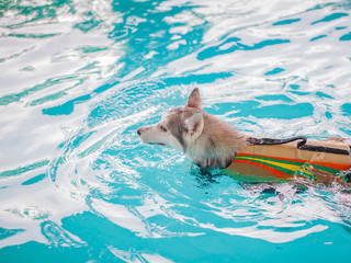 Dog swims in the pool in the summer. Siberian Husky.