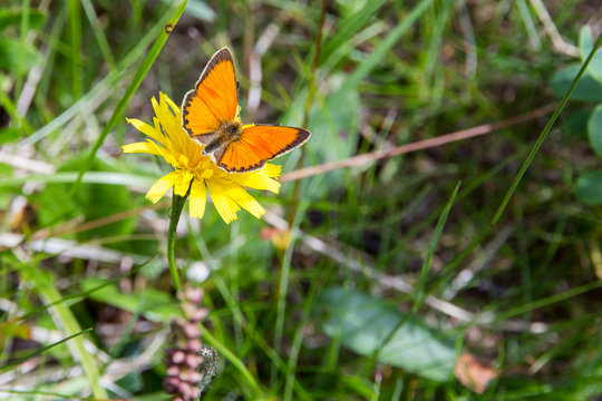 Orange Butterfly on Yellow Bloom