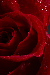 Fototapeta premium Red rose