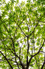 Green leaves backgroun