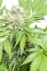Cannabis plant isolated on white
