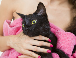 Cute black soggy cat after a bath