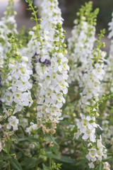 Angelonia flower