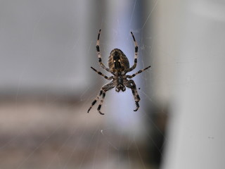 cross spider