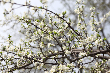 Blossoming of apricot tree flowers