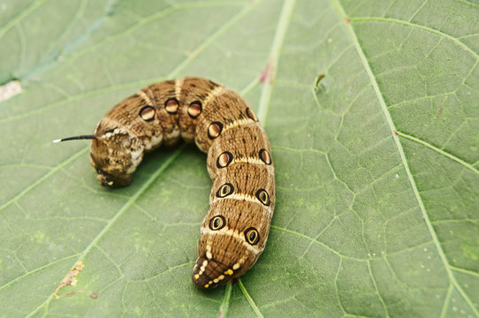 セスジスズメガの幼虫 Images Browse 1 Stock Photos Vectors And Video Adobe Stock