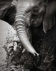 Elephant splashing water