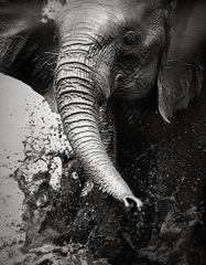 Selbstklebende Fototapete Schwarz und weiss Elefant spritzt Wasser