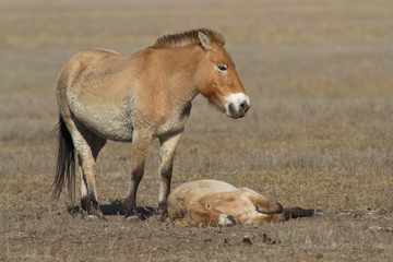Naklejka na ściany i meble mare and foal Przewalski's horse in the autumn steppe