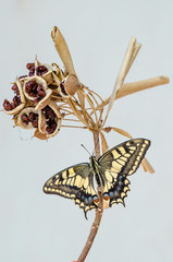 Papilio machaon