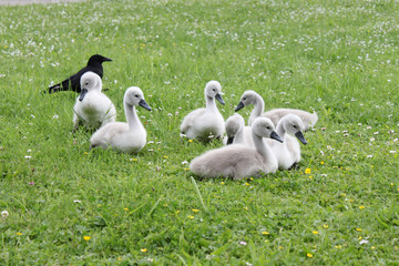 schwäne