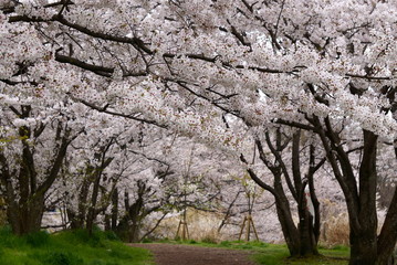 満開の桜