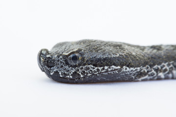 Viper snake baby, Vipera latastei