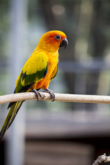 Colorful small  parrot on the branch