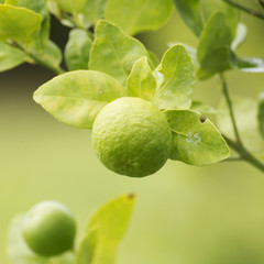 Fototapeta premium Lime fruit