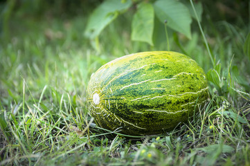 green melon on grass in garden