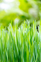 close up image of fresh spring green grass