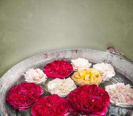 Colorful Rose flowers in bucket of water