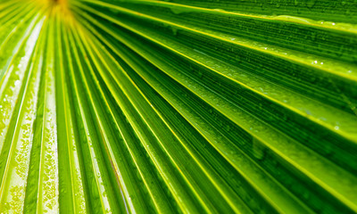Fototapeta premium water drops on plant