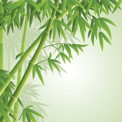 Fototapety  Ilustracja wektorowa bambusa