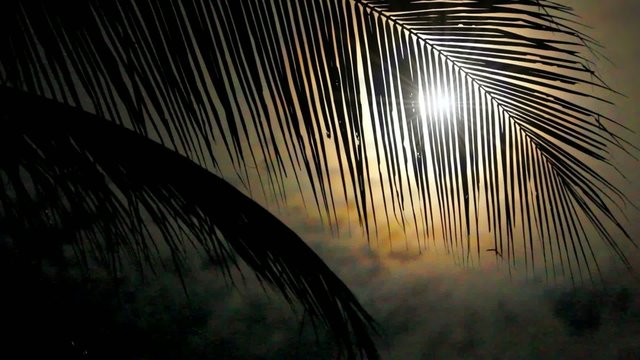 Night in tropics with palm tree and full moon.