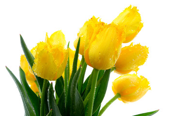 Yellow tulips