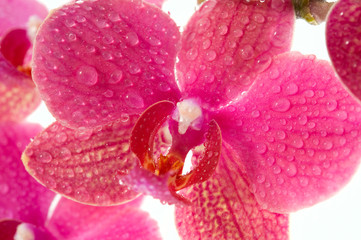 Pink orchid flowers